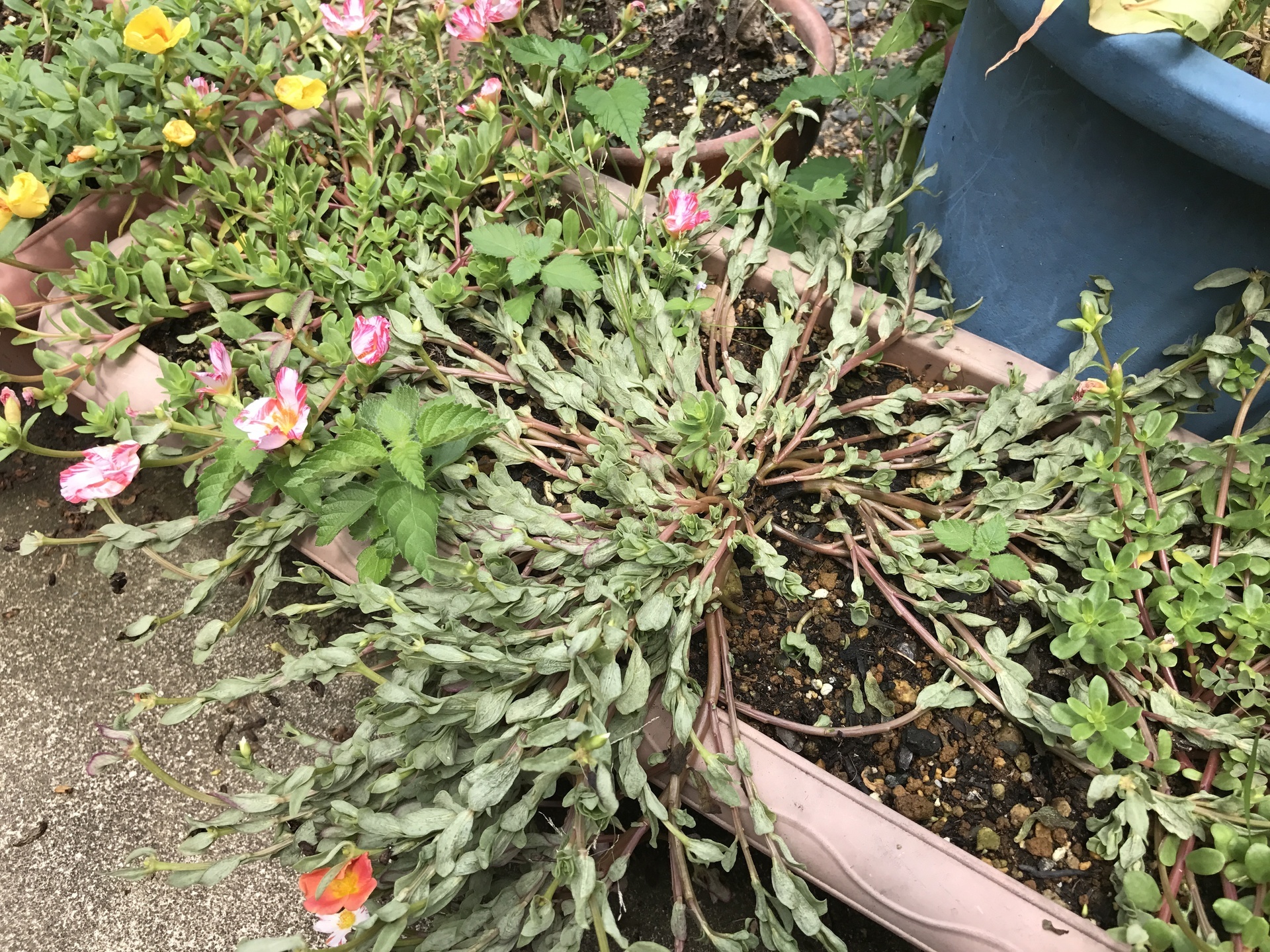 ポーチュラカ 挿し芽でどんどん増えます 初めてのガーデニング 花のある生活を