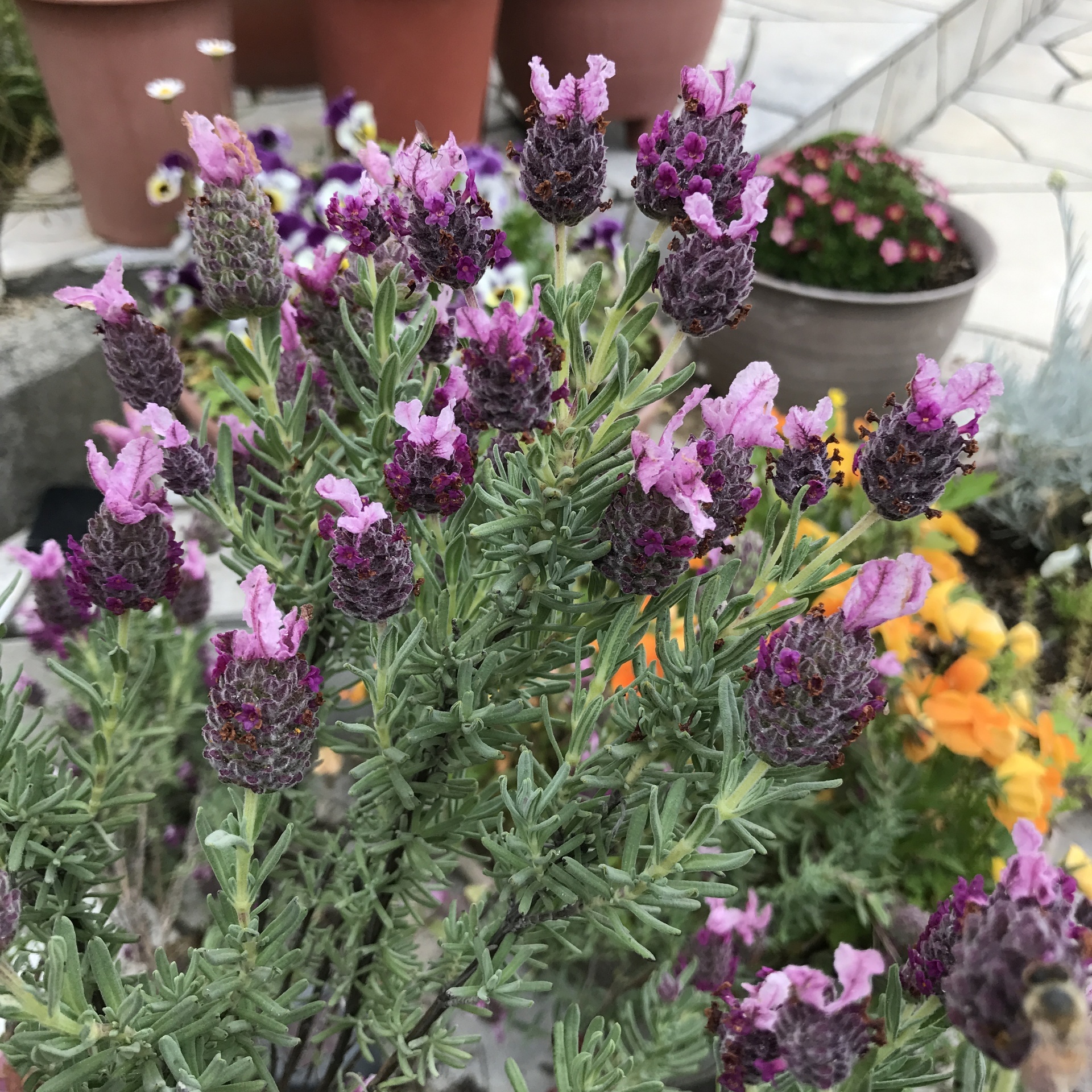 初夏の花 初めてのガーデニング 花のある生活を