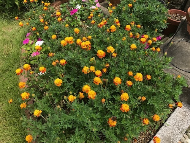 マリーゴールド 花壇に植えると映えます 初めてのガーデニング 花のある生活を