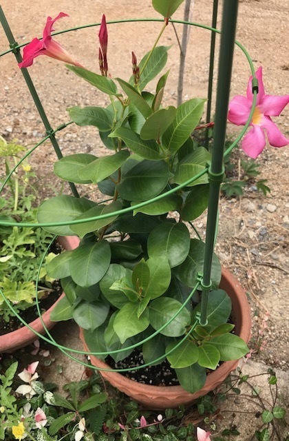 ポーチュラカ 挿し芽でどんどん増えます 初めてのガーデニング 花のある生活を