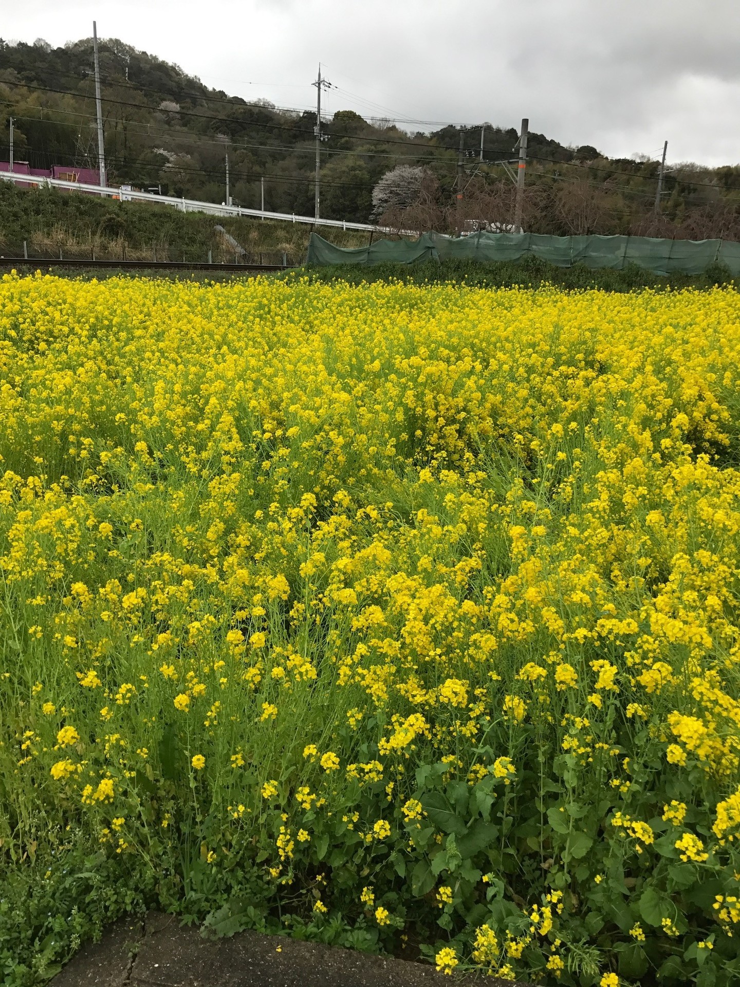 菜の花 なのはな と菜花 なばな の違い 初めてのガーデニング 花のある生活を