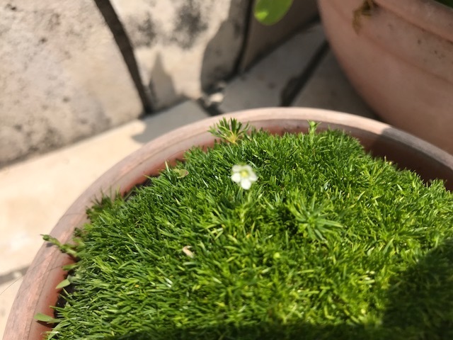 サギナ アイリッシュモス 苔っぽいけど苔じゃないんです コケーっ 初めてのガーデニング 花のある生活を