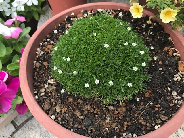 サギナ アイリッシュモス 苔っぽいけど苔じゃないんです コケーっ 初めてのガーデニング 花のある生活を